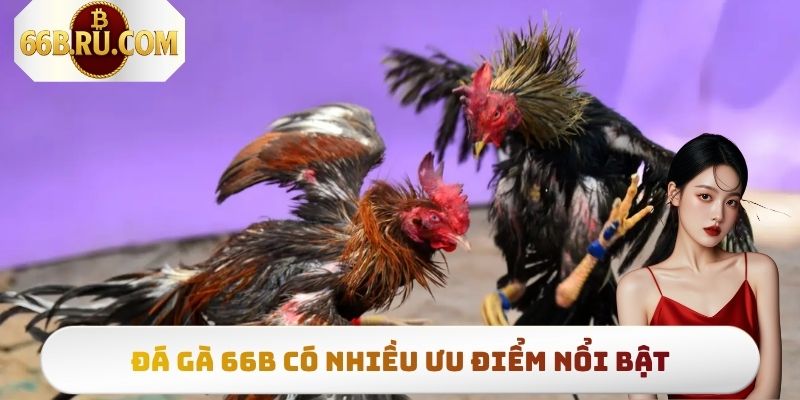 Đá Gà 66b - Top 3 Hình Thức Thi Đấu Có Lượt Truy Cập Khủng 3 Đá gà 66b có loạt ưu điểm nổi trội so với thị trường
